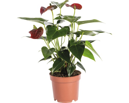 Langue de feu - Anthurium FloraSelf Anthurium andreanum h 35-40 cm pot de Ø 12 cm rouge