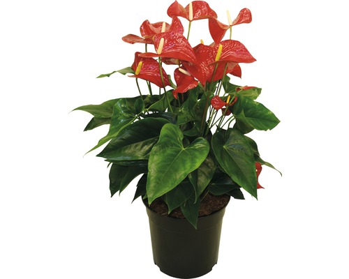 Langue de feu, Anthurium rouge FloraSelf Anthurium andreanum h 60-70 cm pot Ø 27 cm
