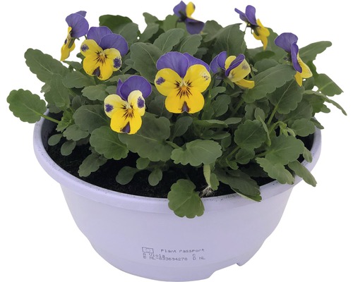 Violette cornue FloraSelf Viola cornuta en coupe pot de 21 cm