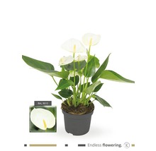 Langue de feu / Anthurie FloraSelf Anthurium andreanum H 25-30 cm Ø 9 cm pot rouge