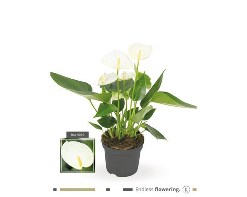 Flamingoblume/ Anthurie FloraSelf Anthurium andreanum H 25-30 cm Ø 9 cm Topf rot Anthurie im Topf mit weißen Blüten