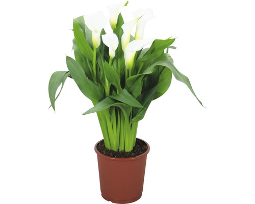 Arum FloraSelf Zantedeschia 'Crystal Blush' H 40-45 cm pot Ø 13 cm blanc-0