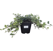 Lierre FloraSelf Hedera helix 'Duckfoot' h env. 10 cm Co 1 l-thumb-1
