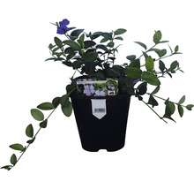 Pervenche en pot