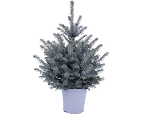 Épicéa bleu, 'Baby blue' H 60-80 cm sapin de Noël en pot, adapté à la plantation Co 7 L