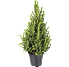 Petit épicéa en pot