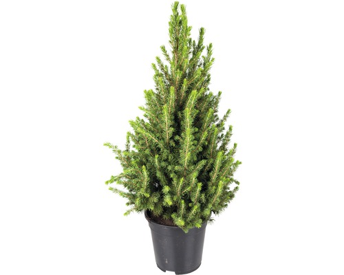 Petit épicéa en pot
