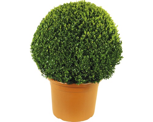 Buis boule FloraSelf Buxus sempervirens diamètre env. 60 cm Co 30 l