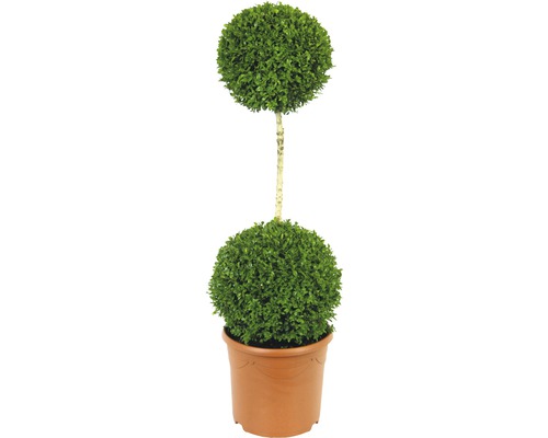 Buis arbuste 2 boules FloraSelf Buxus sempervirens h 110-120 cm Co 12 l