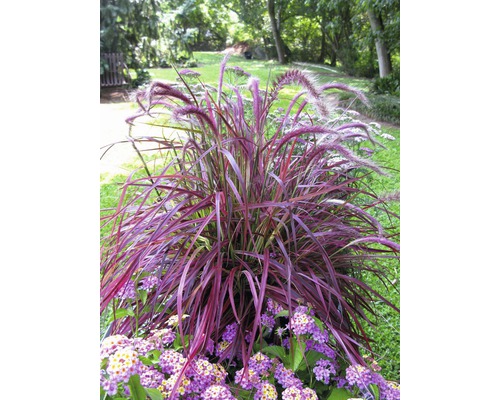 Herbe aux écouvillons rouge FloraSelf Pennisetum x advena 'Fireworks' h 10-40 cm p 14 cm