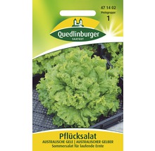 Samenpackung Pflücksalat Australische Gele von Quedlinburger Saatgut