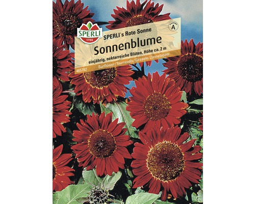 Sonnenblume 'Rote Sonne' Sperli Blumensamen