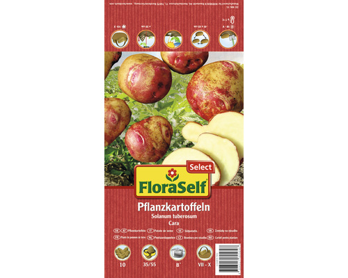 Plants de pommes de terre 'Cara' FloraSelf Select chair plutôt ferme 10 pièces