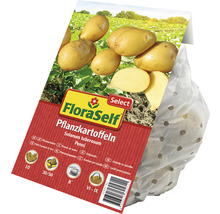 Plants de pommes de terre FloraSelf variété Penni en emballage perforé