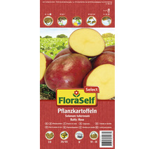 FloraSelf Plants de Pommes de Terre Baltic Rose