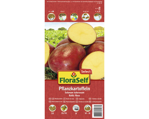 Pflanzkartoffeln 'Baltic Rose' FloraSelf Select vorwiegend festkochenden rote Schale 10 Stk.