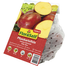 Plants de pommes de terre FloraSelf variété Baltic Rose en sac
