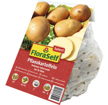 Pommes de terre 'Up-To-Date' FloraSelf Select farineuses 10 pces-thumb-1