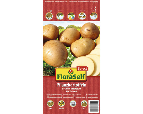 Pommes de terre 'Up-To-Date' FloraSelf Select farineuses 10 pces-0