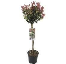 Photinia Fraseri Red Robin Kugelbaum im Topf