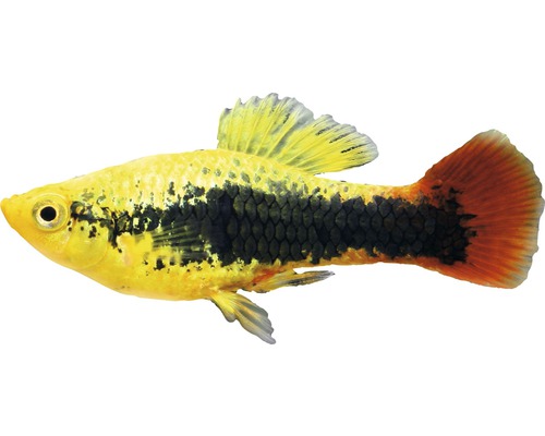 Fisch Papageienplaty Hawaii - Xiphophorus variatus