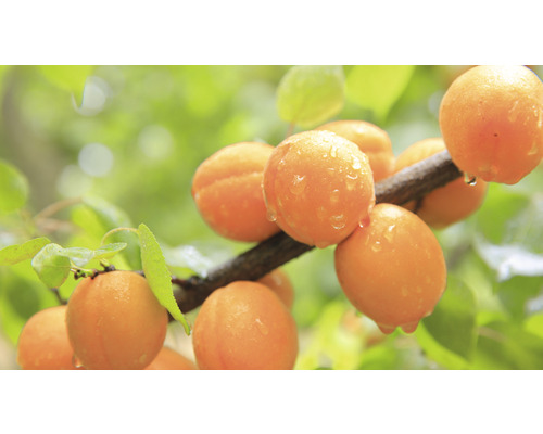 Abricotier nain bio FloraSelf Bio Prunus armeniaca 'Orange Beauty' hauteur du tronc 40 cm hauteur totale 60-80 cm Co 7,5 L