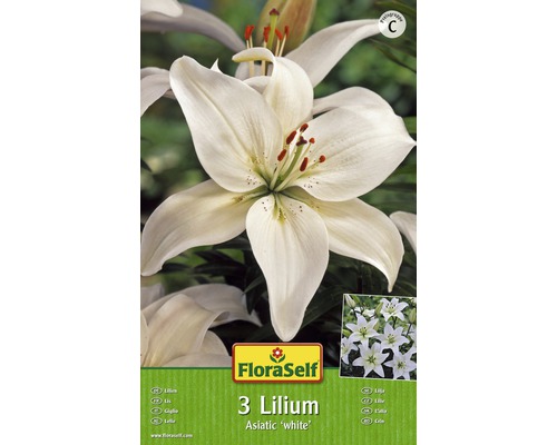 Bulbes de fleurs FloraSelf® Lys asiatique blanc, 3 bulbes