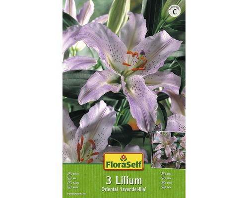 Blumenzwiebel FloraSelf Lilie 'Oriental lila' 3 Stk