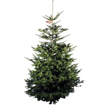 Sapin de Nordmann avec tronc