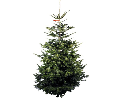 Nordmanntanne GOLD H 230-270 cm, geschlagener Weihnachtsbaum aus nachhaltigem Anbau Nordmanntanne mit Stamm