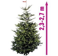 Sapin de Nordmann d''une hauteur de 2,3 à 2,7 mètres