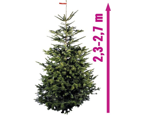 Nordmanntanne mit einer Höhe von 2,3 bis 2,7 Metern