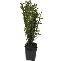 Laurier-cerise en pot