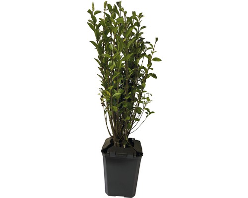 Laurier-cerise en pot
