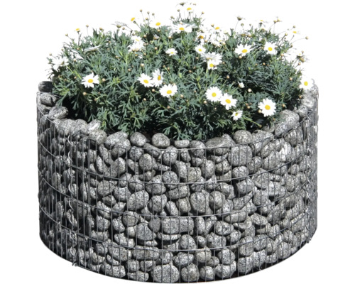 Gabionen-Blumenkübel mit Margeriten