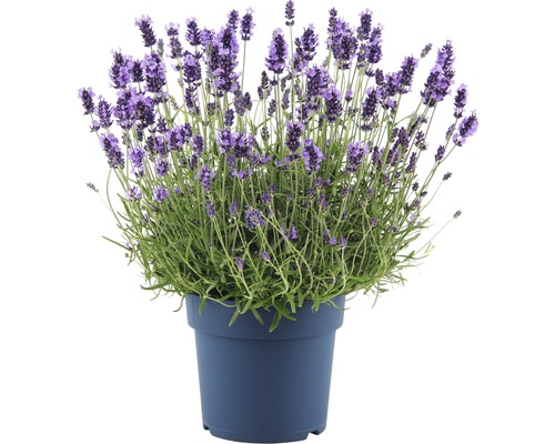 Lavande FloraSelf Lavandula angustifolia 'Hidcote Blue' Co 5 L