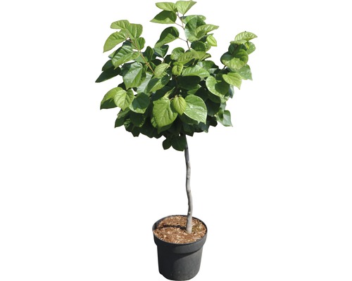 Chinesischer Judasbaum FloraSelf Cercis chinensis "Don Egolf" Halbstamm 40 cm H ca. 70-80 cm Co 6 L