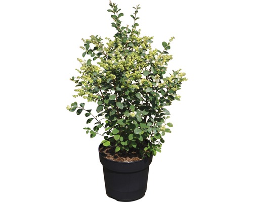Amethysbeere FloraSelf Symphoricarpus doorenbosii Magical® "Candy" H 40-60 cm Co 6 L Schneebeere im Topf mit grünen Blättern und weißen Beeren.