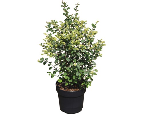 Symphorine FloraSelf Symphoricarpus doorenbosii Magical® 'Candy' H 40-60 cm Co 6 L