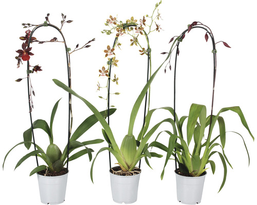 Orchidée Cambria FloraSelf Cambria 'Nelly Isler Cascade' h 50-60 cm pot Ø 12 cm Trois plantes en pot du genre des orchidées avec tuteur pour hampe florale