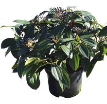 Viorne de David persistant FloraSelf Viburnum davidii h 40-50 cm CO 6 l-thumb-1