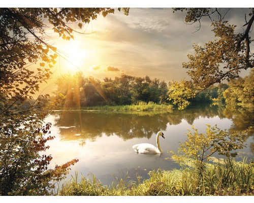 Papier peint panoramique intissé 211006 Swan on the Pond 8 pces 400 x 260 cm