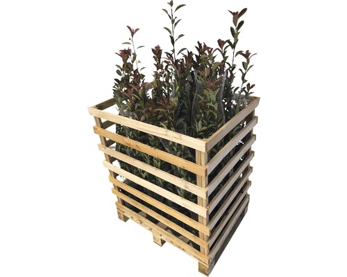 Photinia Red Robin Pflanzen in einer Holzpalette