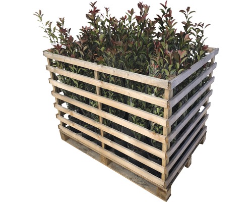 18 x photinies FloraSelf Photinia fraseri 'Robusta Compacta' h 50-70 cm Co 5 l pour haie d'env. 6 m