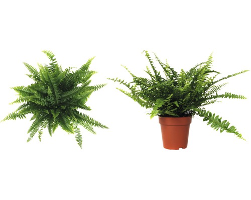 Fougère d''intérieur en pot, vue de dessus et de côté.