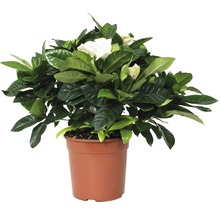 Gardénia en pot avec des feuilles vertes et des fleurs blanches