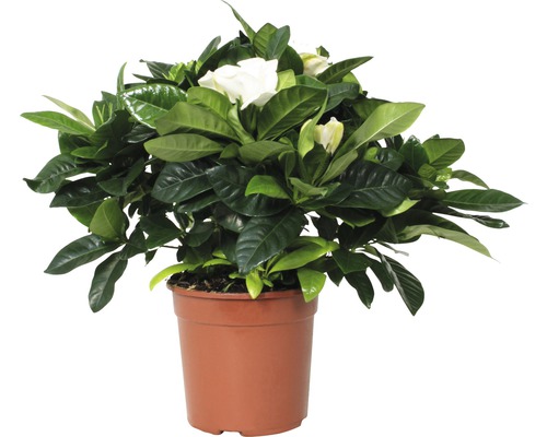 Gardénia en pot avec des feuilles vertes et des fleurs blanches