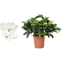 Gardénia en pot avec des fleurs blanches