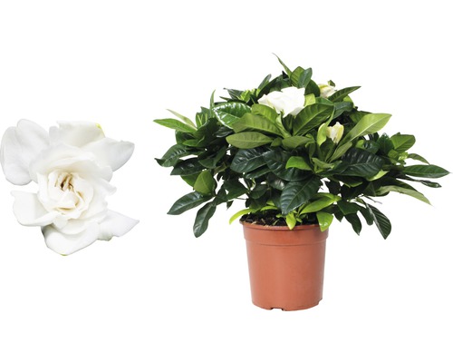 Gardénia en pot avec des fleurs blanches