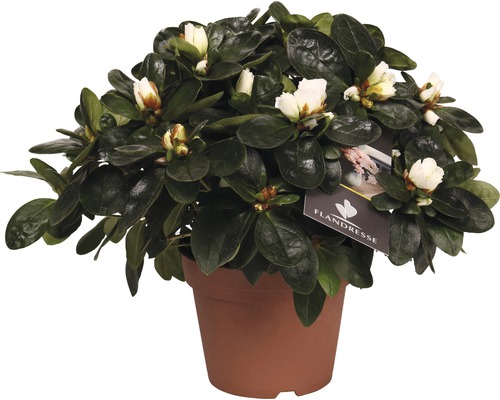 Zimmerazalee FloraSelf Rhododendron simsii H 25 cm Ø 12 cm Topf weiß